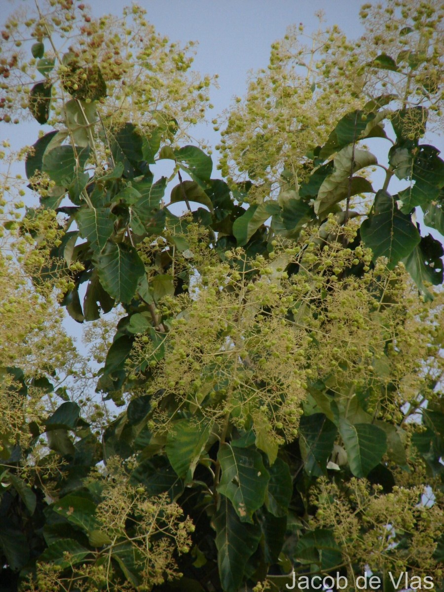 Tectona grandis L.f.